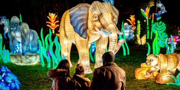 Lanterns of the Wild at Twycross Zoo