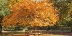a vibrant autumnal tree