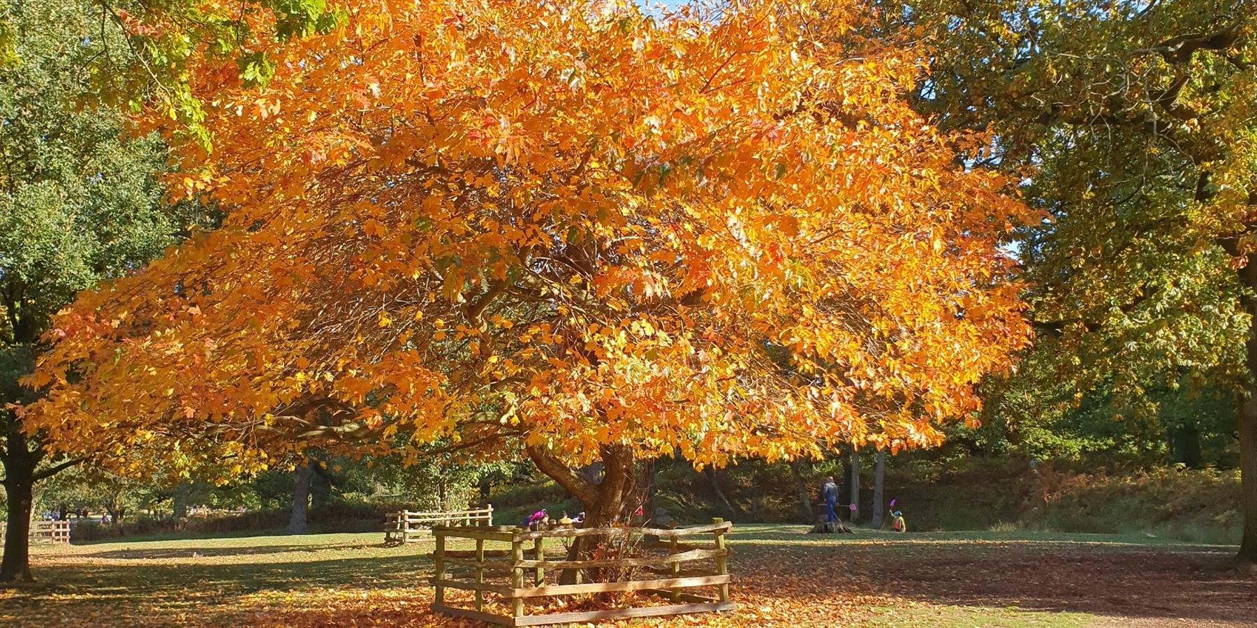 a vibrant autumnal tree