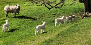 Baby sheep in a field`