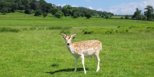 A single fallow dear at Bradgate park - grass and trees in background and blue sky