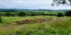 Countryside view of green fields and trees with Highland Cattle in the forground
