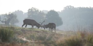two deer rutting antlers in a foggy morning