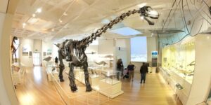 Leicester Museum and Art Gallery Rutland Dinosaur fossil skeleton