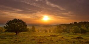 forest at sunset