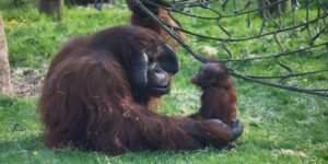An Orang Outan and its baby