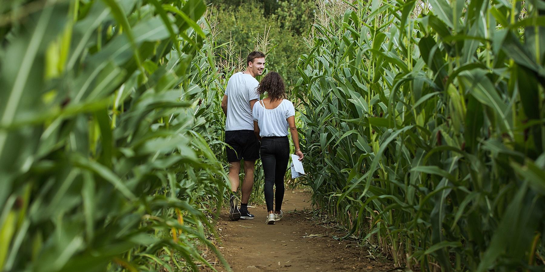corn maze with two people