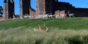 deer in a country park