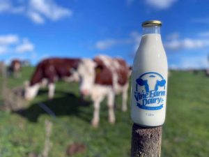 bottle of fresh cows milk in a field