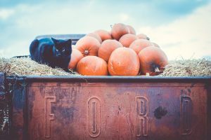 A cat and some pumpkins on a truck