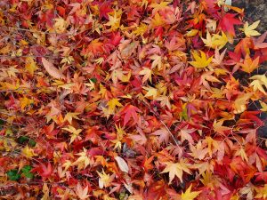 Autumn leaves