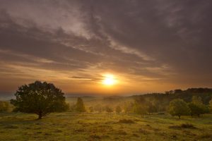 National Forest Leicestershire