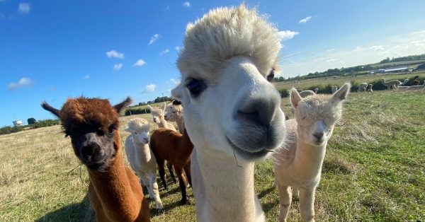 Alpacas in a group in a field
