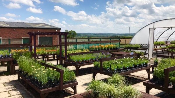 A greenhouse and plants at the nursery